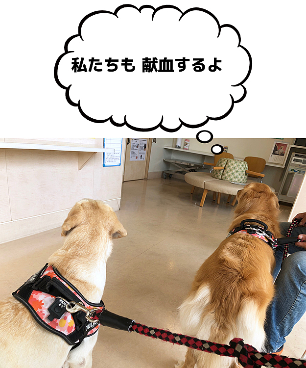 アリスとカレン、今日は朝一で病院でした🏥

昨夜遅くに病院からのホットライン📲
供血犬ドナーの仕事の要請です💉
「輸血が必要な27㎏のラブさんです。明日の朝、アリスちゃんを連れて来られますか❓」
提供先が大型犬との事で、カレンより体重のあるアリスをご指名でした。
朝からバタバタと準備をしていると、再び病院からの電話…。
「ラブさんの容態が悪くなってきたので、カレンちゃんも一緒に連れて来られますか❓2頭から200mlずつ採血したいです。」
先週のライトから1週間足らずでの、アリスとカレンの動員要請です💦