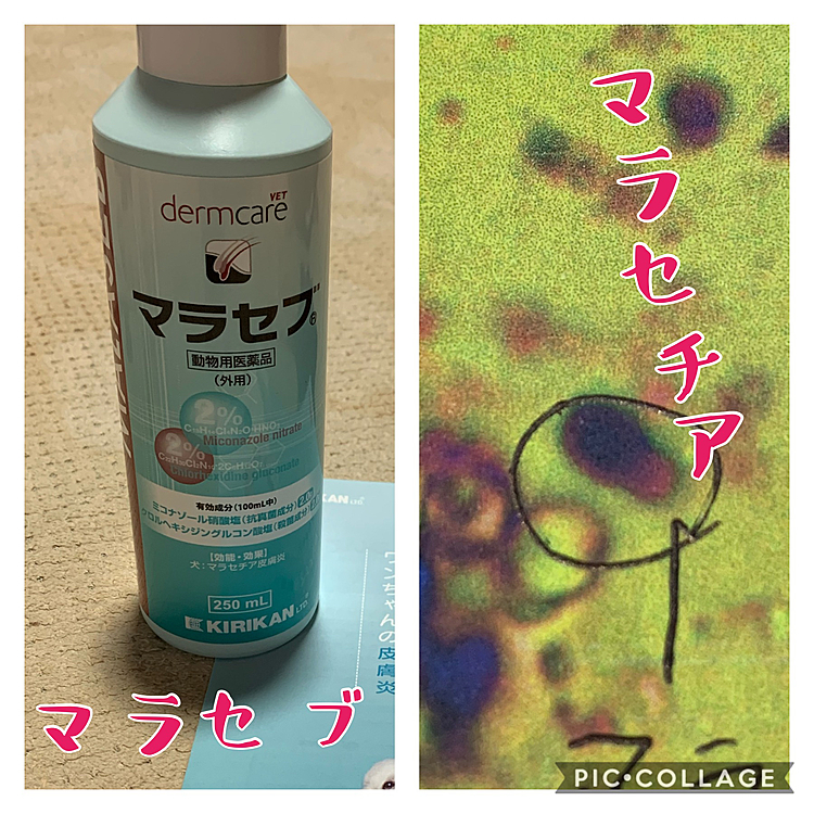 いずれにしても、マラセチアの治療をしないといけないので、薬用シャンプーと抗真菌薬、痒み止めが処方されました…
暫く週2回のシャンプーが欠かせません😓

去年末からの、ダイエットのしすぎや、脱毛、マラセチア…
責任を感じてしまいます…😓💦

でも、落ち込んでばかりもいられないし、
ルルちゃん頑張って治さないとね💪