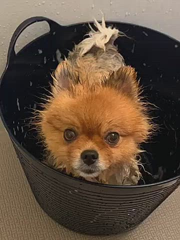 診断から1週間…
昨日は狂犬病の予防接種に行き、マラセチアも見てくれましたが、先生が「まだいるんだよねぇ…」と😓
しぶといんですか❓と聞くと、しぶとい…
と返事が返って来ました😓

看護師さんにお聞きすると、狂犬病の注射はしたけど、シャンプーは大丈夫とのことだったので、帰ってからシャンプーしました…