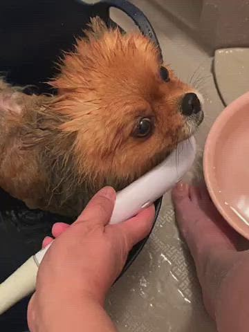背中とシッポ、その周りは毛がスカスカです😰

見ていて悲しくなってしまいます…

でも、ルルちゃんはお利口さんに❓お風呂に入ってくれる❓…いや、この前脱走したよね😑
前回、ルルママが目を離した隙に、お風呂場脱走して、部屋中を逃げ回りカーペットビチョビチョにしてくれたよね💢

味をしめたルルちゃん、今回も脱走を試みますが、ルルママ今回はそんなヘマはしませんよ😤

この前は、ママはカーペット持ってコインランドリー走ったんだからっ😤


