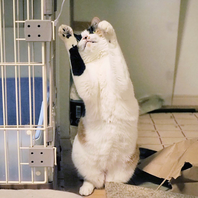 ちら牙肉球ブロックにゃ