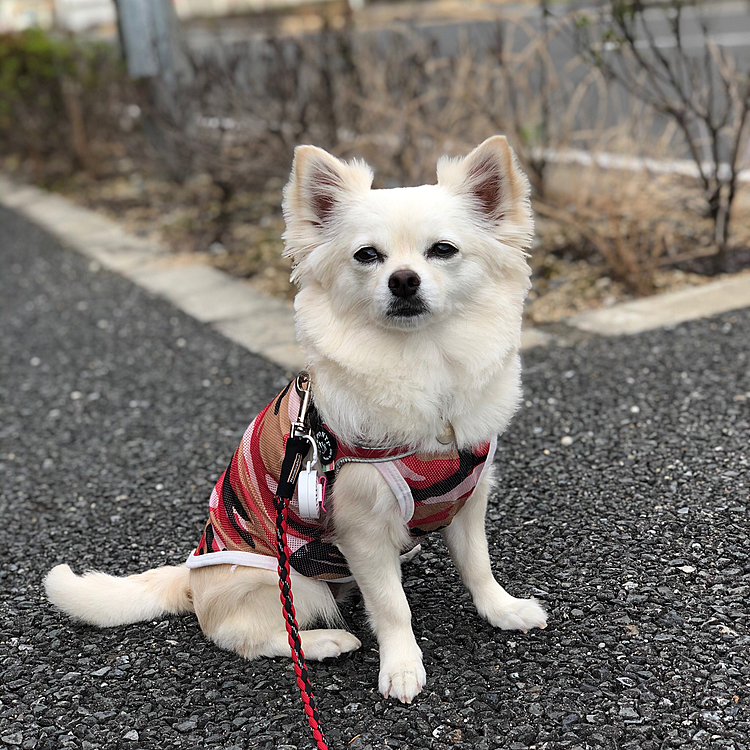 おはようございます☀
今朝は少し涼しい感じで過ごしやすい🎵
お散歩しても汗かかな〜い✨