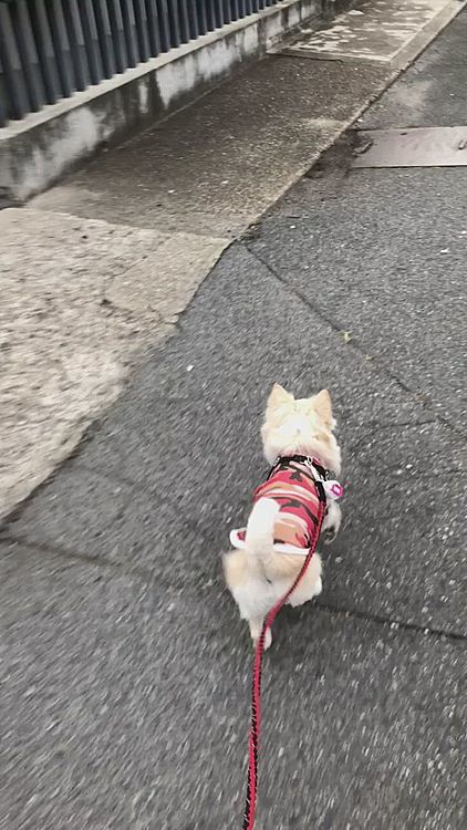 小雪もいい感じに過ごしやすいのか❓
軽快に小走りしてました🐶

小雪よ…残念なお知らせがあるねん😔
今日、30℃の予報やで😂