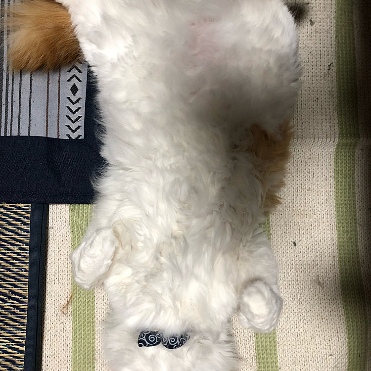 ネコの開きはどうでっか？
お高くしときますよ〜（≧∇≦）