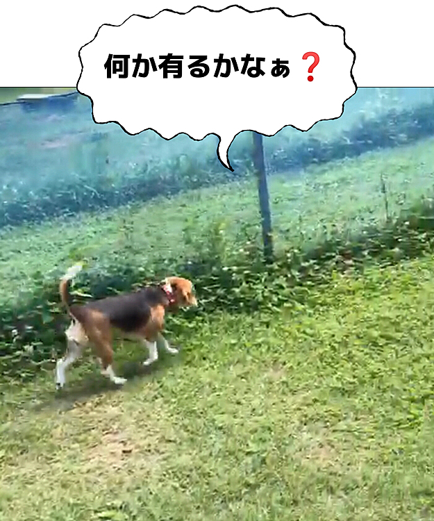 途中、1人で知らない場所をパトロールしたみたい😅