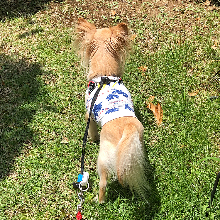 こんにちは☀️
朝散歩に行ったのにまだ外に行きたそうにしていたので庭へ🐶