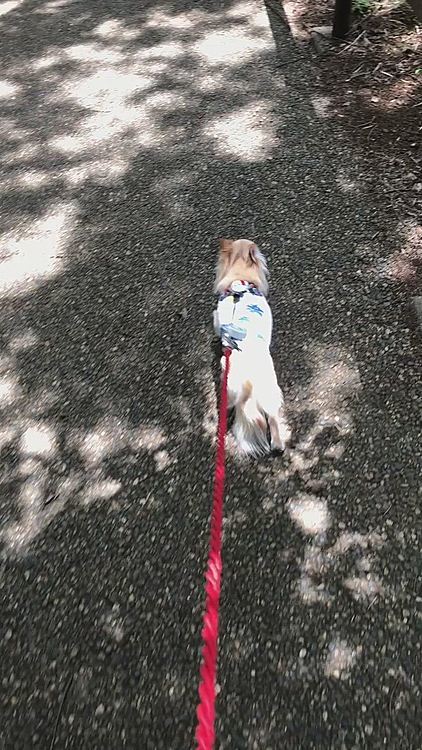 庭の外に行きたがったので近所の公園へ🐶😊
やっぱりお家🏠に帰りたいなぁ〜と走り出しました🐶💦