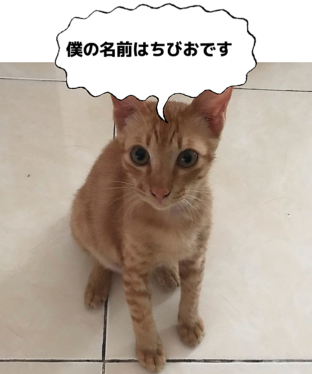 少しずつ慣れてきた…ちびお。
でもまだ触らせてはくれない…😿