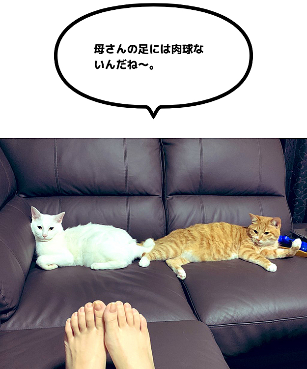 求む。肉球。
