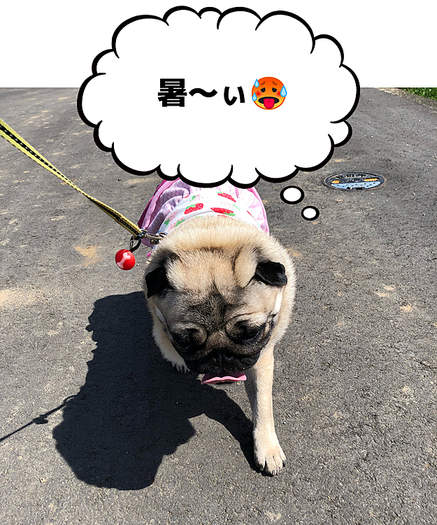 お昼の散歩は、ししまるには厳し〜ぃ🥵