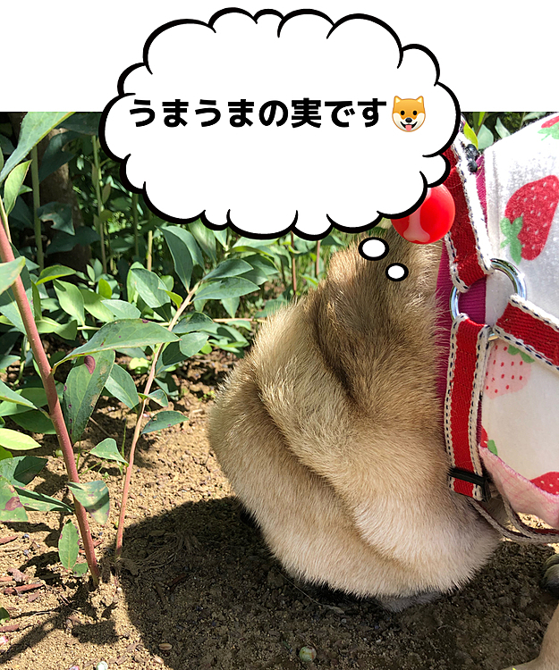 暑くても『うまうま』には、かけよります😅
