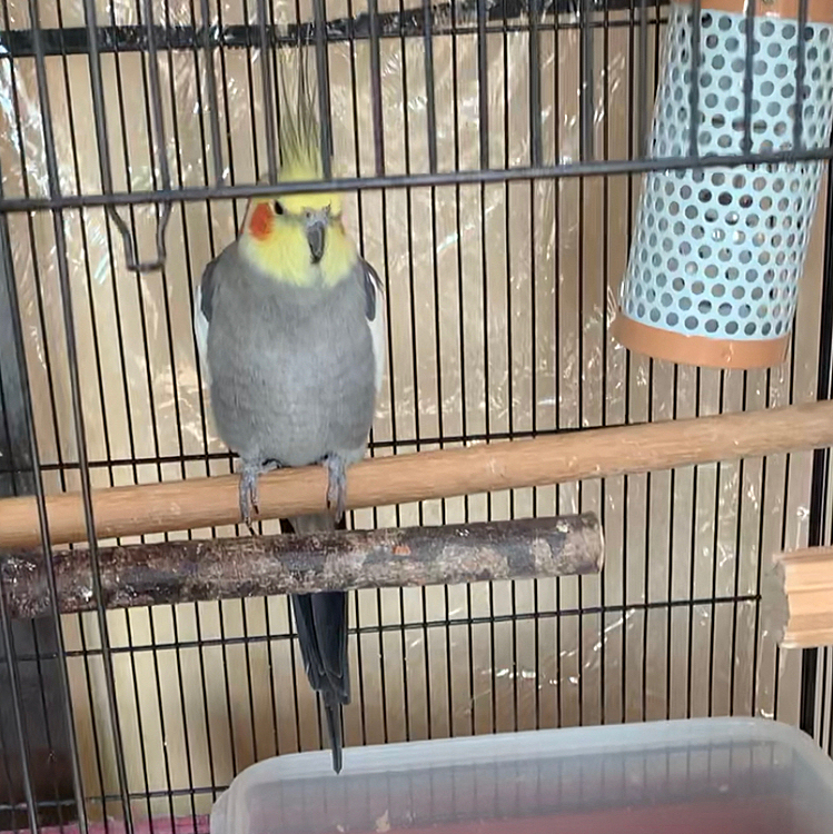 満足するとセルフで部屋に戻るうちのインコさん！
扉全開で休んでた