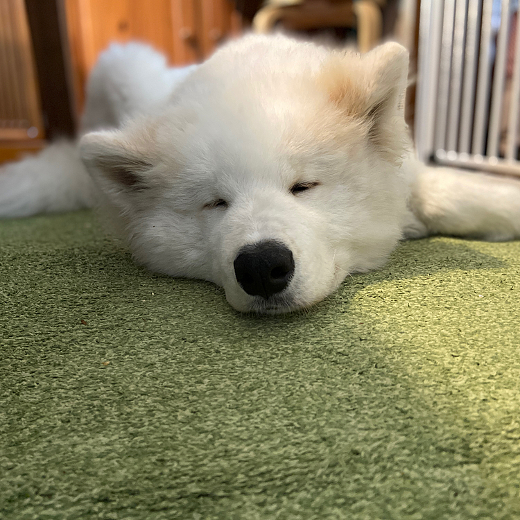 おねむなサモエドのハリーくん