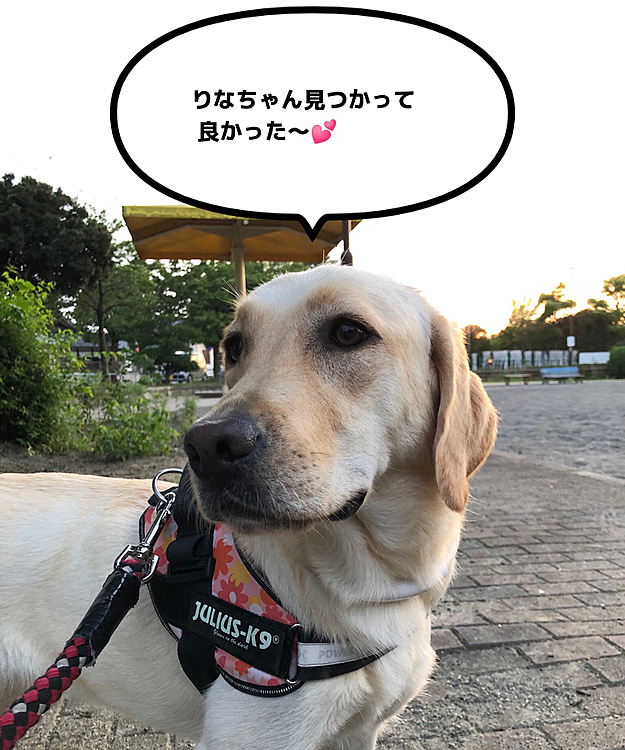 3時過ぎ。
「りな🐶が脱走した‼️こちらに来てないかと思って😰」
と、ハスキー🐶りなちゃんのパパさんが、心当たりのある散歩道を探し回って、一度 遊びに来た事のある わが家に訪ねて来ました💦

これは大変〜😱💦
主人と私も、ちょうど学校から帰って来た ちぃねえちゃんも一緒になって、お三方の首輪とリードをそれぞれ手に持ち、自転車に乗って大捜索‼️🚲🚲🚲💨
カレンの実家のママさんに連絡すると、捜索のお手伝いをしてくれました❣️