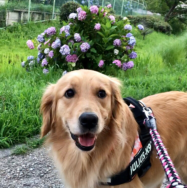 暫くすると、カレンの実家のママさんから
「りなちゃん見つかった〜❣️公園で子どもたちに囲まれてたよ💕」
と報告がありました😊
りなちゃんのパパさんとも すぐに会えたようで、ひと安心…😌
りなちゃん、小一時間の脱走劇でした😅
ほんと、無事で良かったです❣️