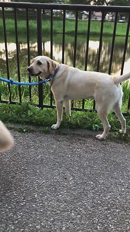 そんなひと幕があった公園へ…
日が暮れる頃、お三方のお散歩です🐾

梅雨の中休み。
昼間は真夏日の暑さでしたが🥵夕方になると カラッと爽やかな風が気持ち良い この3日間でした🌿
この晴れのうちに、🐶🐶🐶シャンプーをする予定でしたが。
献血をしたばかりで 針痕からの感染症のリスクがあるので見合わせました😌