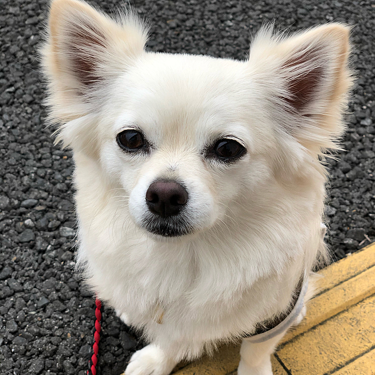 おはようございます☁️
今朝も涼しくて、お散歩しやすかったです👍
『早よオヤツちょーだい💕』な顔です🤣