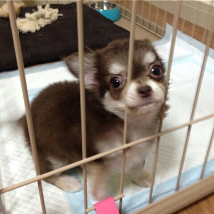 今日は、スゥちゃん、うちの子記念日です^ - ^

ペットショップで、一目惚れしました^ - ^

当時、ペット不可の所に住んでいたので、慌ててペット可の物件探しました。

旦那が急逝して辛い時に、スゥちゃんは家族になってくれました。

スゥちゃん、これからも宜しくね^ - ^