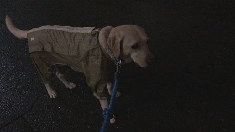 なかなか足の進まないライト🐶💧
濡れても平気なアリスは 尻尾フリフリどんどん先に行っちゃいます🐕💨