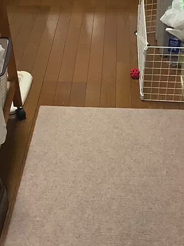ルルちゃん、ママ達が晩ご飯食べてると、ふと気付いたら物凄く静かです…
何かいたずらしてるか、面白いことになってるかもと、ビデオ起動して見に行ったら…
ルルちゃん、こんな所でねてめした😅
冷たくて気持ち良いのかな😊