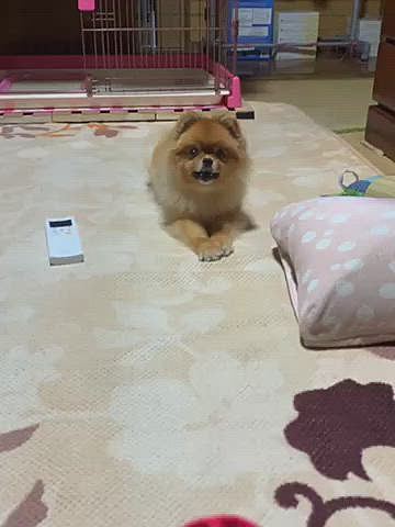 うたた寝から復活したルルちゃん、今日は降り出した雨が、一日止むことなく降ってたのでお散歩行けなかったからか、大運動会が始まりました🤣
ボール投げ、エンドレスで続くんだよねぇ😅