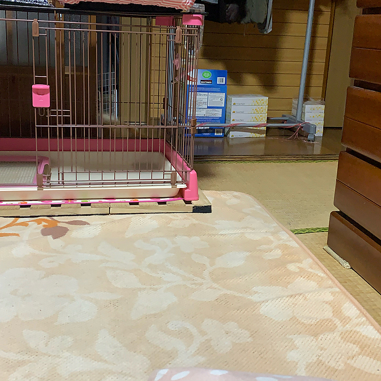 ルルちゃんはどこ❓ パート2