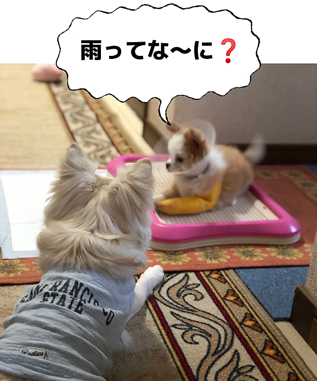 おはようございます☔️
今朝はめちゃ雨降ってます💦
お散歩へ行けないので、ステイホーム🏠