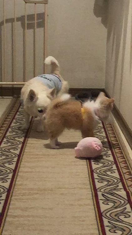 小雪、いつも小春のオチリ嗅ぐけど…
まさか💩付いてる❓🤣
小春が💩したらオチリ拭いてるから大丈夫やで👍😁