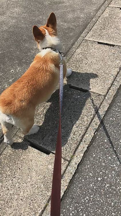 ランラララーン😍
近所のワンコに毎回吠えられる😃
でも姿は見えない🌀
通り過ぎてから、ん？誰かボクのこと呼んだ？
って、振り返る🤣
