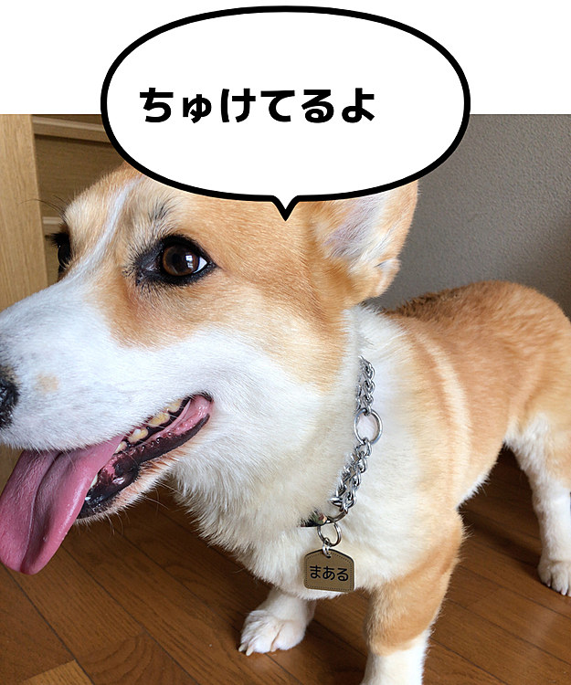 まあるの名札（迷子札）付けまちた😍
でも脱走はしないでね🤣