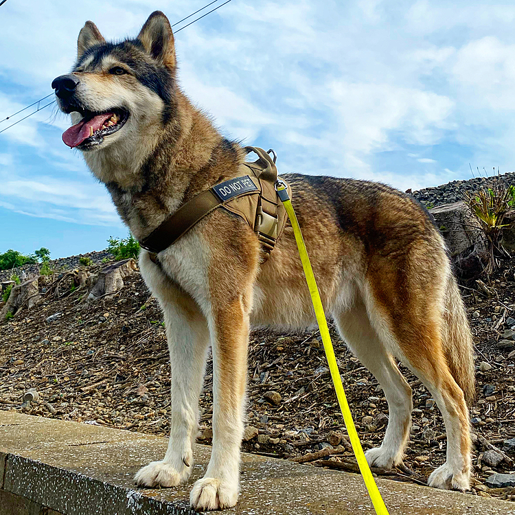 暑さに弱いナナは今日も元気です🤙🏽 

#wolf #hybridwolf #wolfdog #狼 #狼犬 #nana #wolfstagram #dogstagram #inustagram #wolflove #ウルフバカ #犬バカ #大型犬のいる暮らし #ダレカニミセタイソラ #ダレカニミセタイケシキ