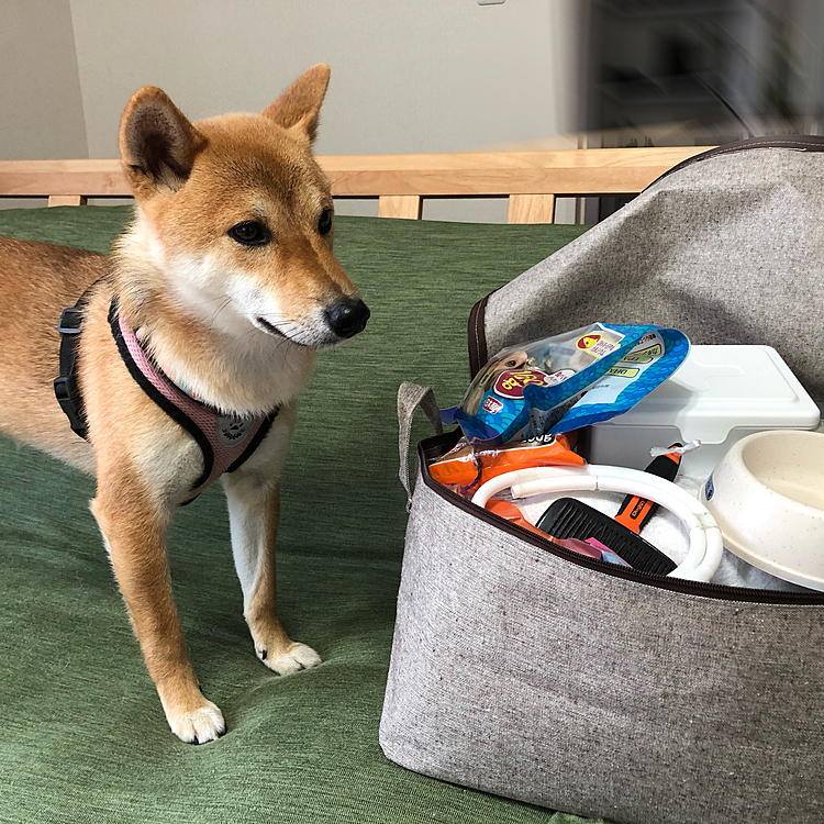 キャンプに🏕行く準備できたよ😊🐕　
ペルシア　
雨でも楽しもうね☔️
これで2回目😜
1回目は赤ちゃん🤱だったから覚えてないね😊　
だが今回はテント⛺️大丈夫かな〜¿😅　
明日は晴れますように🙏☀️
