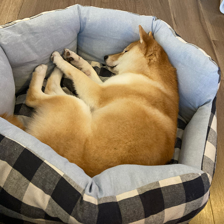 時々、ホリホリとカミカミをするので壊されないかハラハラします💦
やめてほしい…
