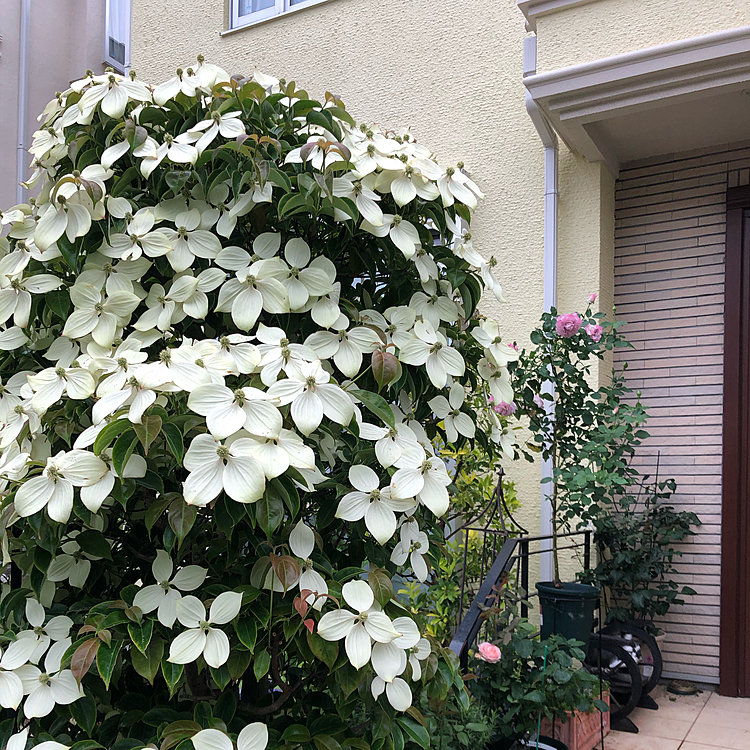 家の山法師が綺麗に咲きました😀