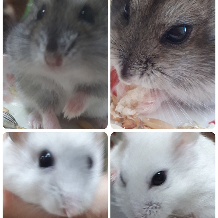 ハムちゃんリモートご飯会♥