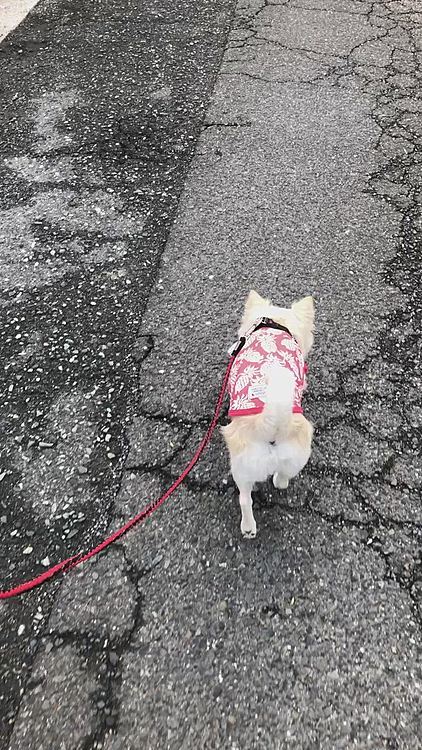 涼しいから軽快に歩いてるけど
じつは…
小雪、またお腹イタタです💦
涼しいのに冷んやりベッドで寝たから
お腹が冷えたみたい😅
小雪〜
寝る場所はちゃんと選びなさいよ〜🤣