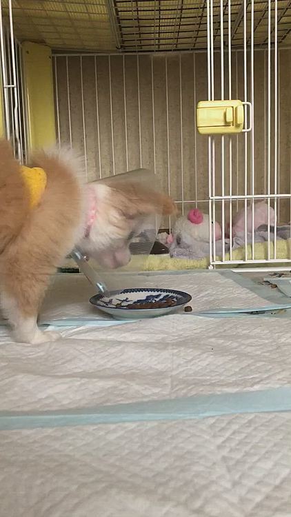 小春は朝ごはん🍚
たまにカメラ目線です🤣
食べてる最中に気が散るのがたまにキズ🐶
いい音でカリカリ食べてます👍
