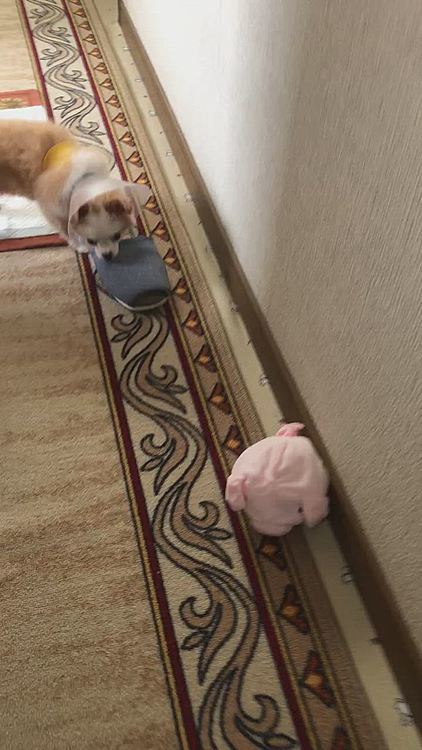 小春
食後、隣のオッサン(兄)の部屋まで遠征🐾
で、悪さします🐶
今朝はスリッパ窃盗の現行犯です🤣
ちなみに昨日、夕方〜寝るまでの間に
オッサンの部屋のカーペットに4回チッチしてやりました👍🐶
トイレシートをわざと避けてたよね🤣