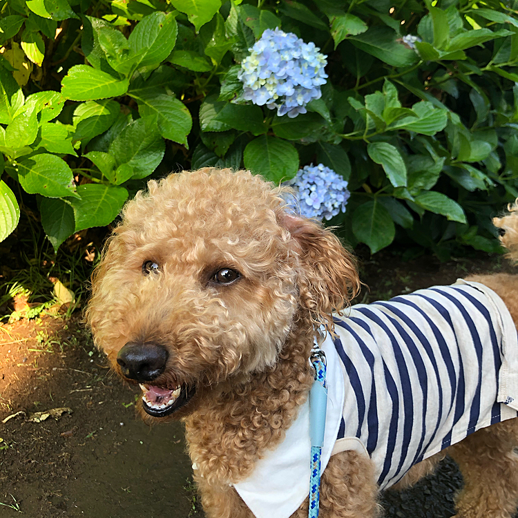 みなさんのように紫陽花と一緒に😊
でも、この公園の紫陽花はしょぼい…😅
ちょっと足を伸ばせば紫陽花で有名なお寺があるんですが、一度も行ったことがない…😅