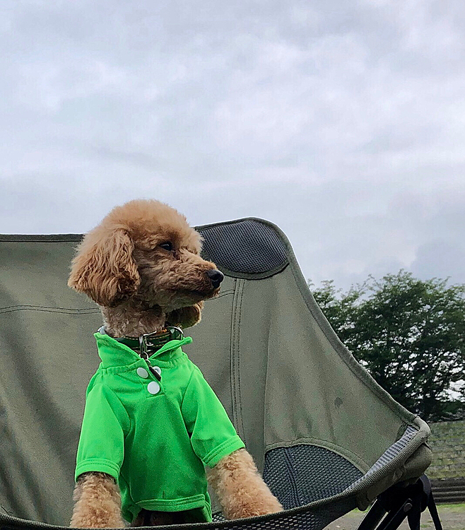 🐾　いつものキャンプポイント🏕

飼主の多忙と休日の雨で、久しぶりの投稿です。

雨が上がったので、早朝に出動！
いつものキャンプポイントで朝食。