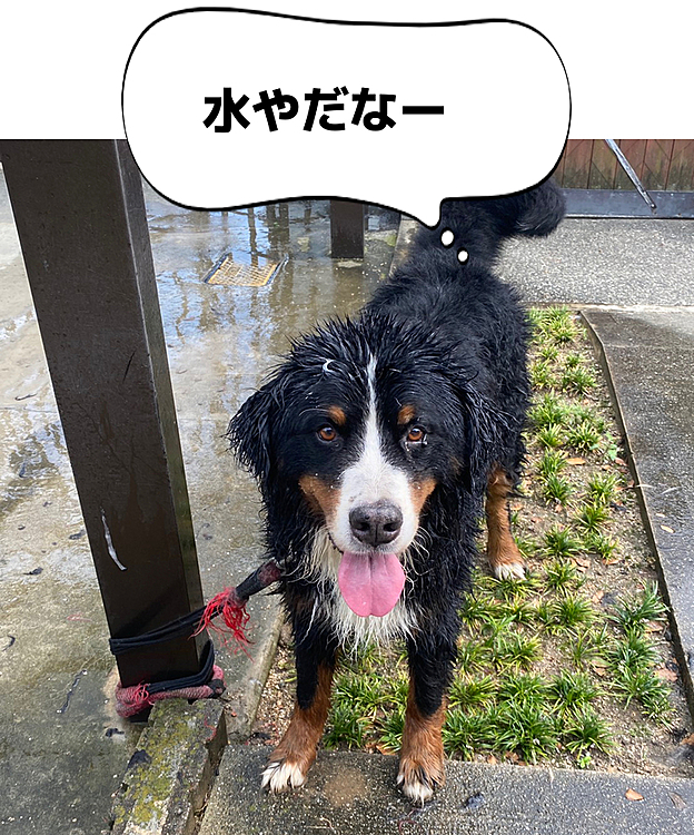 汚かったので、自宅でシャンプー🧴
水嫌いの大型犬なので、とても大変です🐶