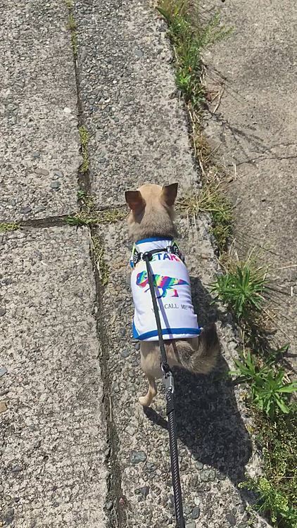 トリミング終わりに実家へ寄って帰りに河川敷でお散歩🐕🐾
車🚗に戻ったら日差しが暑い😵💦
日除けを被りました😆