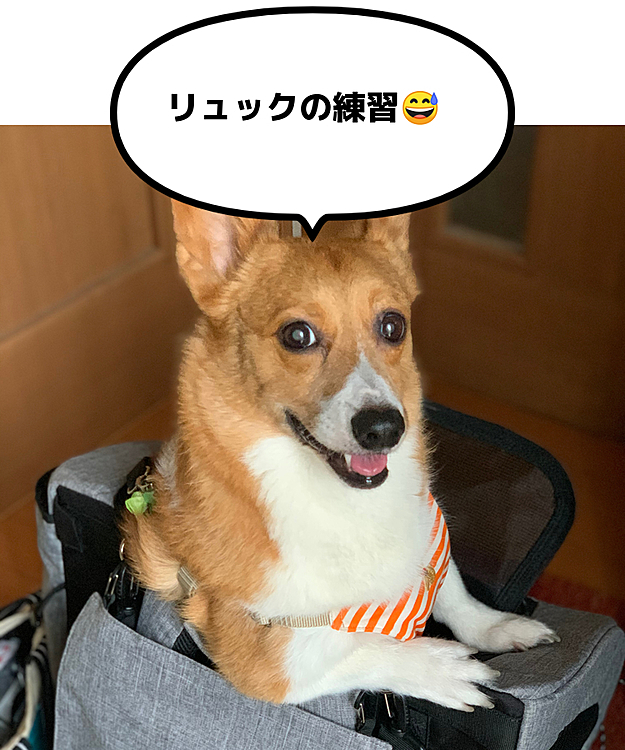 こんにちは😃
今日は梅雨の晴れ間でいいお天気でした☀️
この前買ったリュックの練習です👌
マーチさん頭入れてください‼️