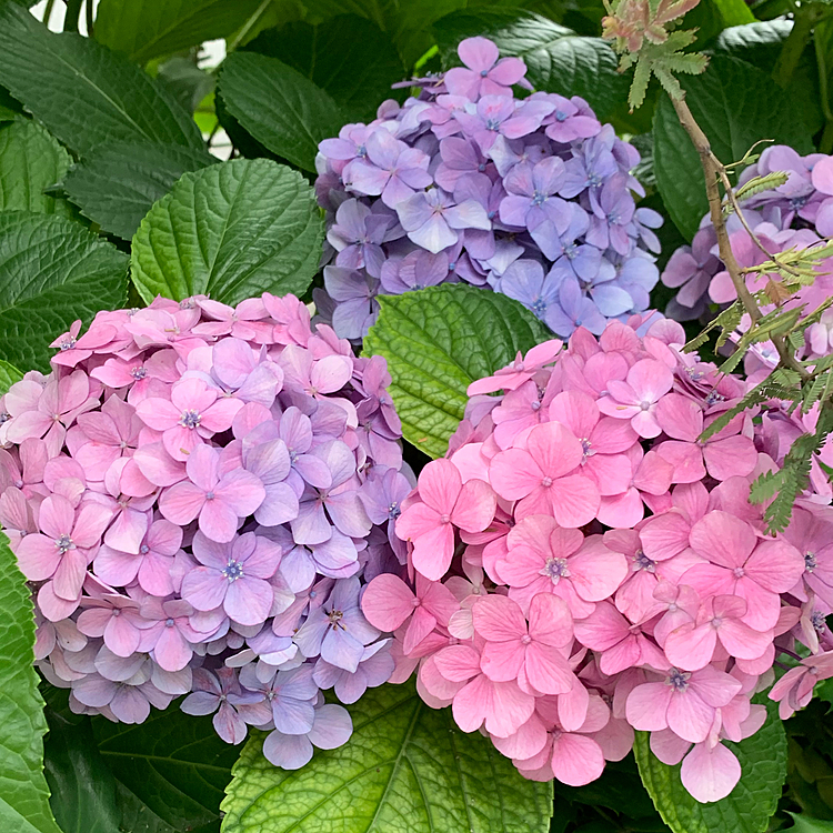 もう散歩中にハピさんのカメラ目線は諦めましたよ💦紫陽花、同じ場所でピンクと紫。