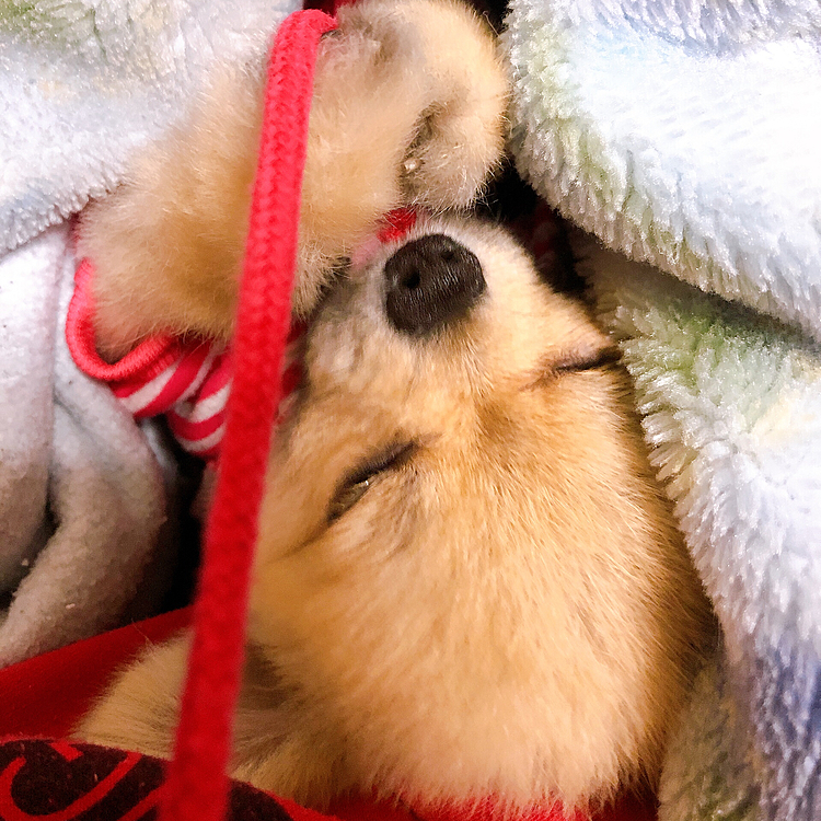 そして寝る❤️❤️❤️
あー❤️可愛い🥰❤️❤️❤️