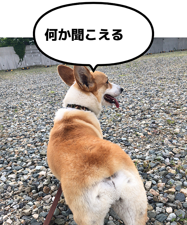 色んなところから生活音がして、まあるは興味津々😃