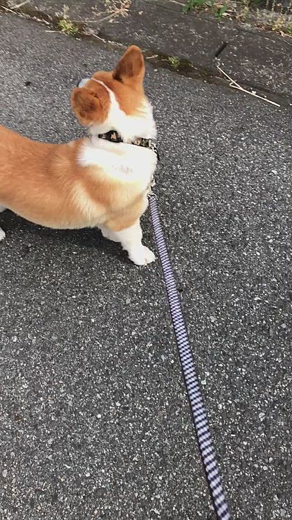 後ろから誰か来たよ？😃
お散歩のおばさん2人でした😃
まあるは、気になって振り返ってばかり😃
でもお家に向かってるわりには、スタスタ歩いたね🤣