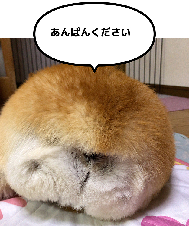 餡子たっぷりの、あんぱんだよ😍
トリミングの予約の電話したら、来月までいっぱいなんですよ😃と言われました💦
来月中旬の予約になってしまいました🌀
仕方ないから、おかーさんにシャンプーしてもらったよ😃