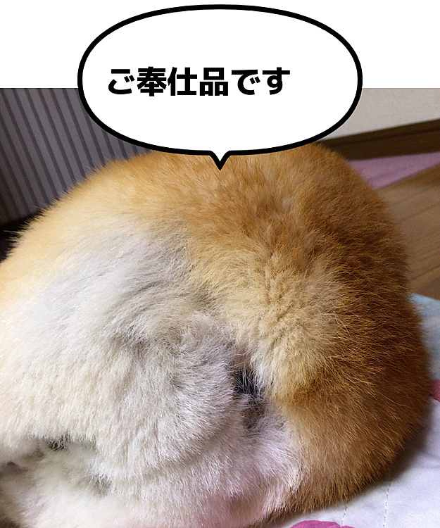 お店には出せないパンです🤣🤣笑笑
シャンプーしてる間、リビングのおとーさんにキューンキューン助けて〜💦と助けを求めてたまあるでした🤣
でも最後まで黙って洗わせてくれたお利口さんでした😍