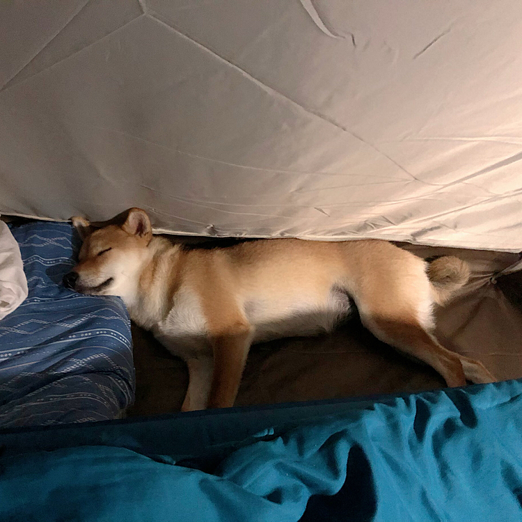 初めてのテント⛺️　
外で遊び過ぎてグッタリ😴😴🐛🐜🦗🕷🐞🦅🦜🐟